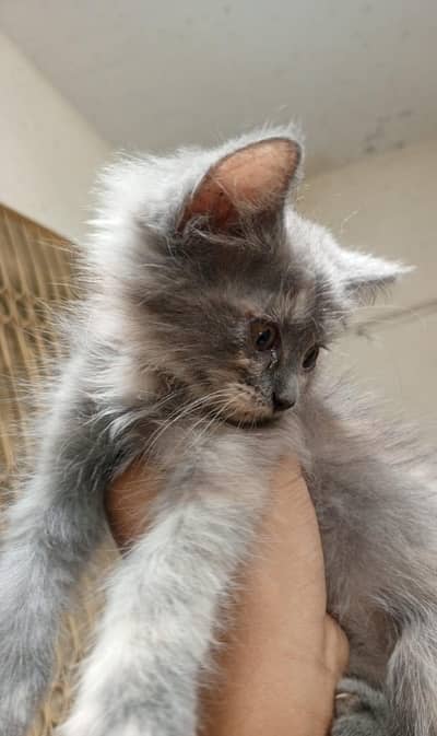 person kitten for sale