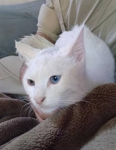khao manee breed male cat