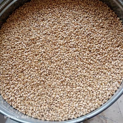 Gundum saff 5000 Fe mun