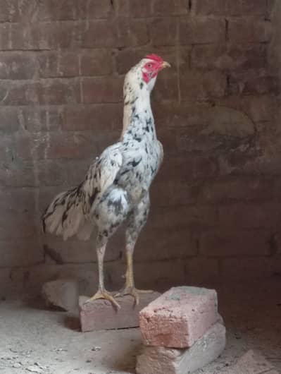 Aseel Rooster For sale age 1.5 years