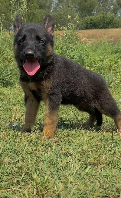 German Shepherd double coat male for sale