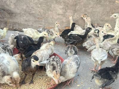 Turkey chicks healthy and active