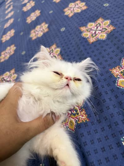 Pikki piki male