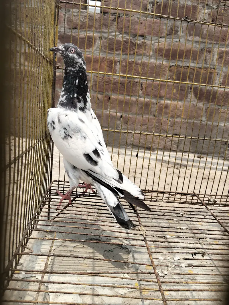 Pigeon kabootar — photo 2