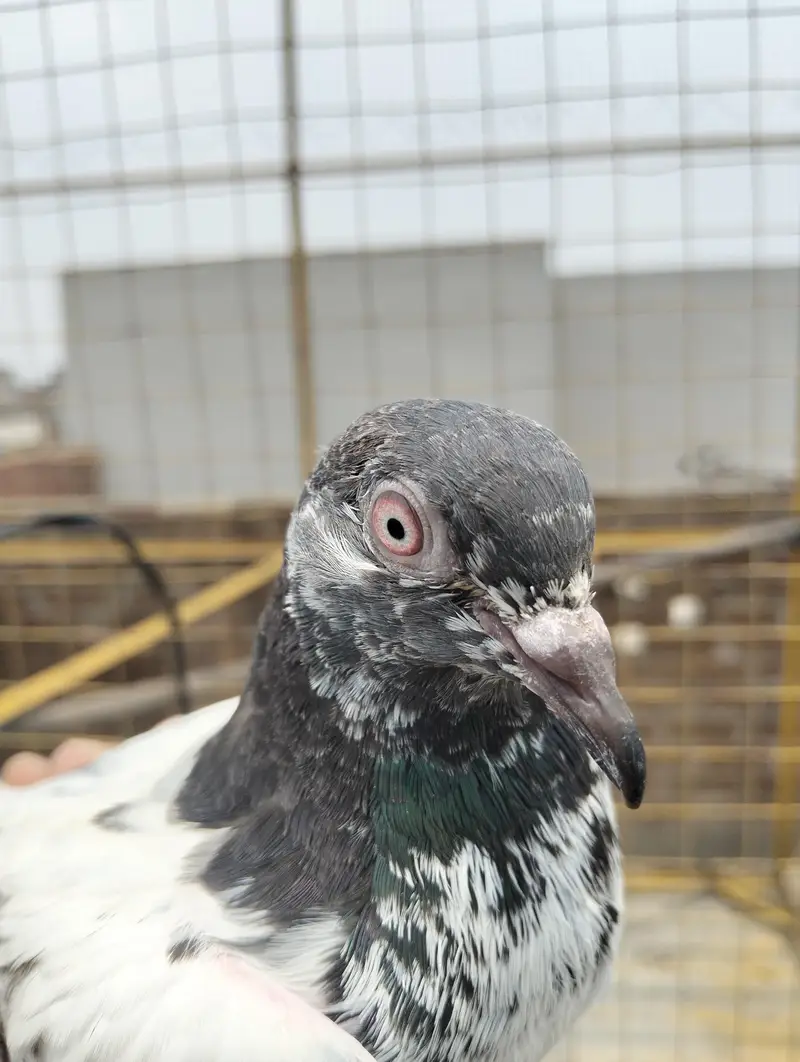 Pigeon kabootar — photo 4