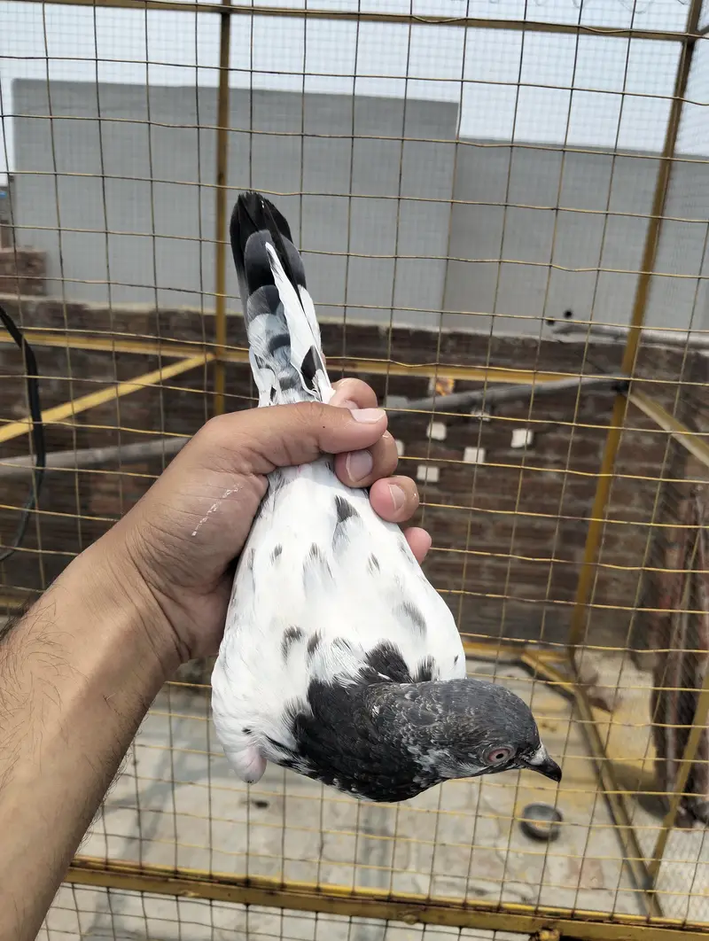 Pigeon kabootar — photo 5