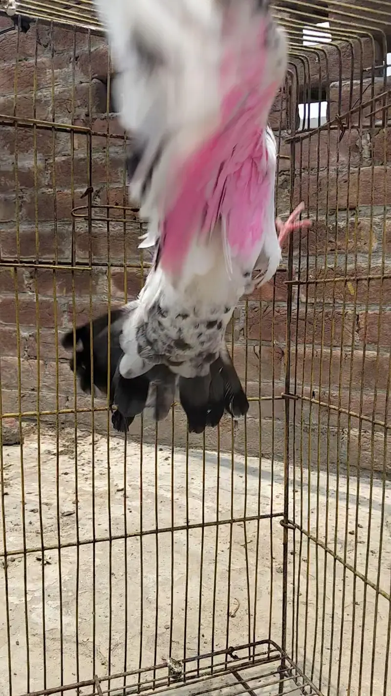 Pigeon kabootar — photo 6