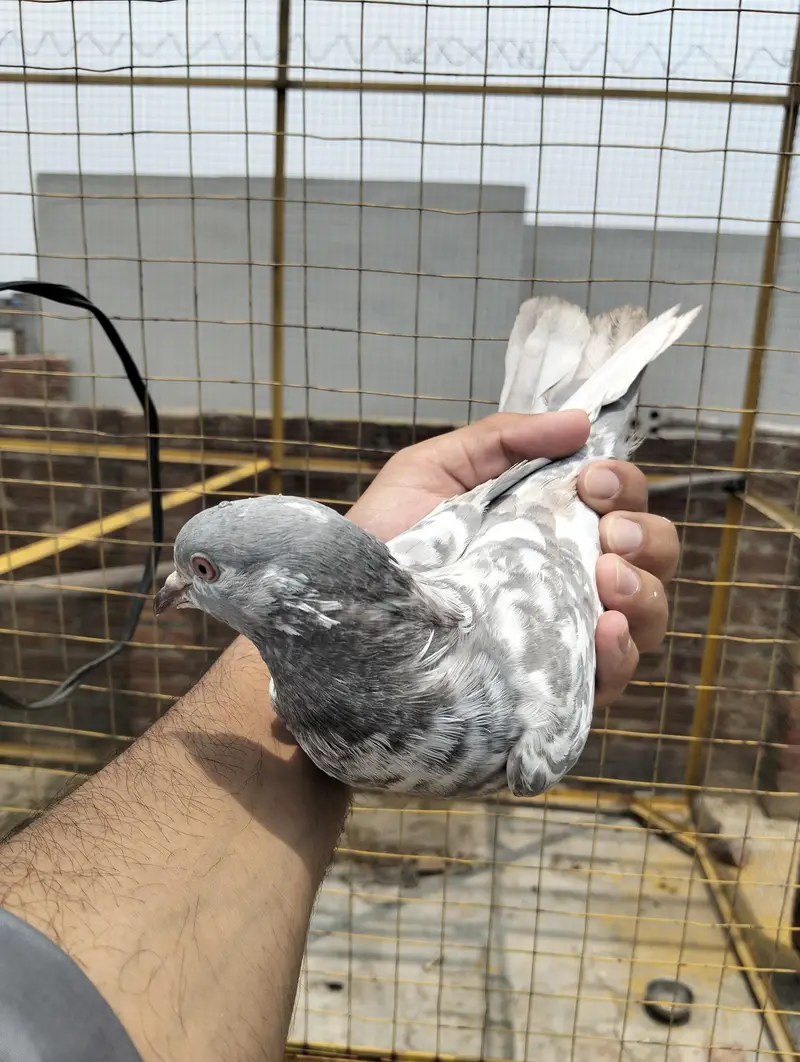 Pigeon kabootar — photo 7