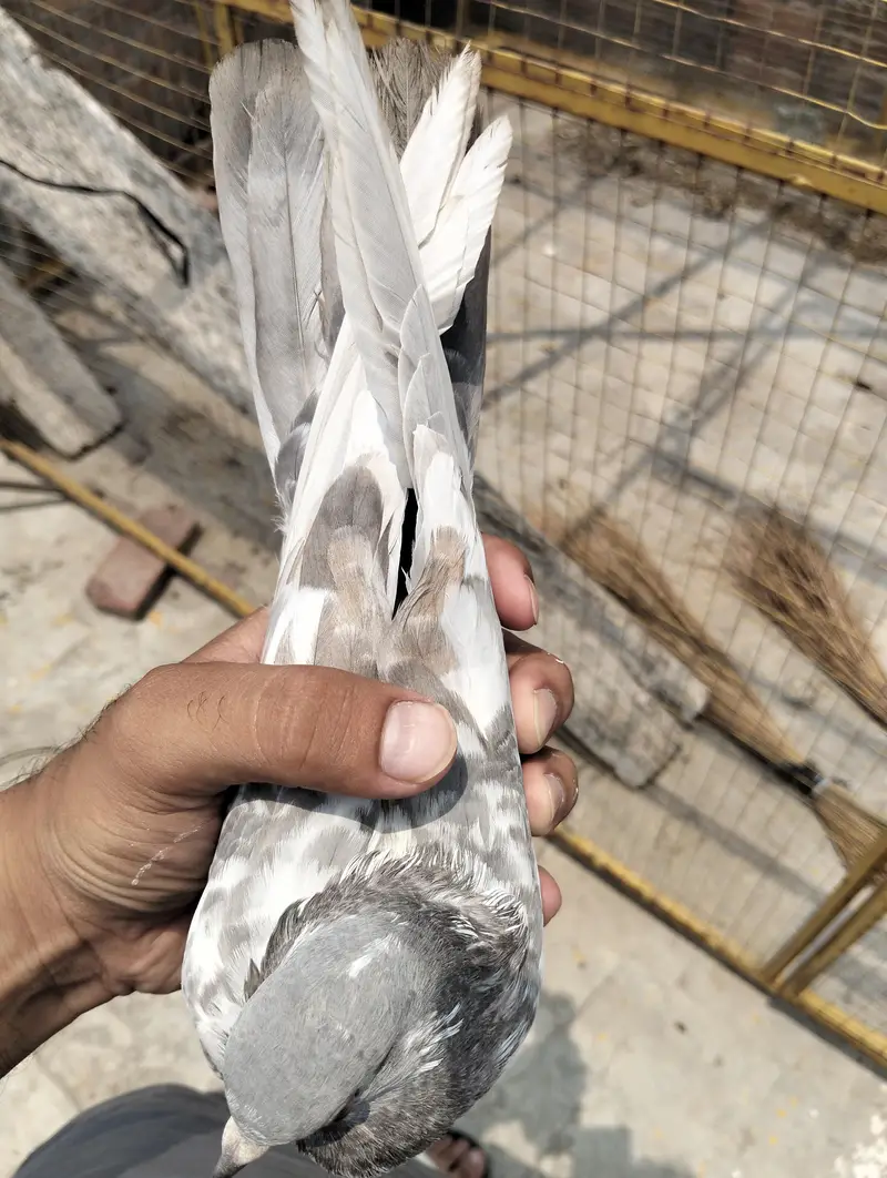 Pigeon kabootar — photo 8