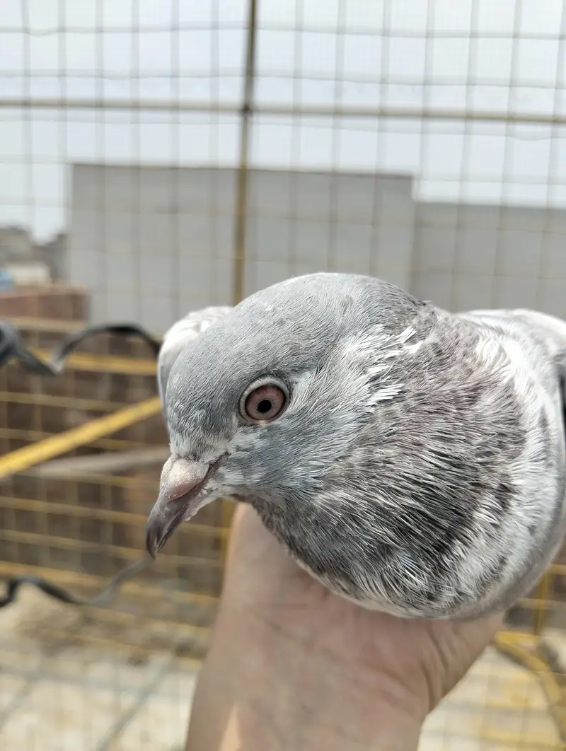 Pigeon kabootar — photo 9