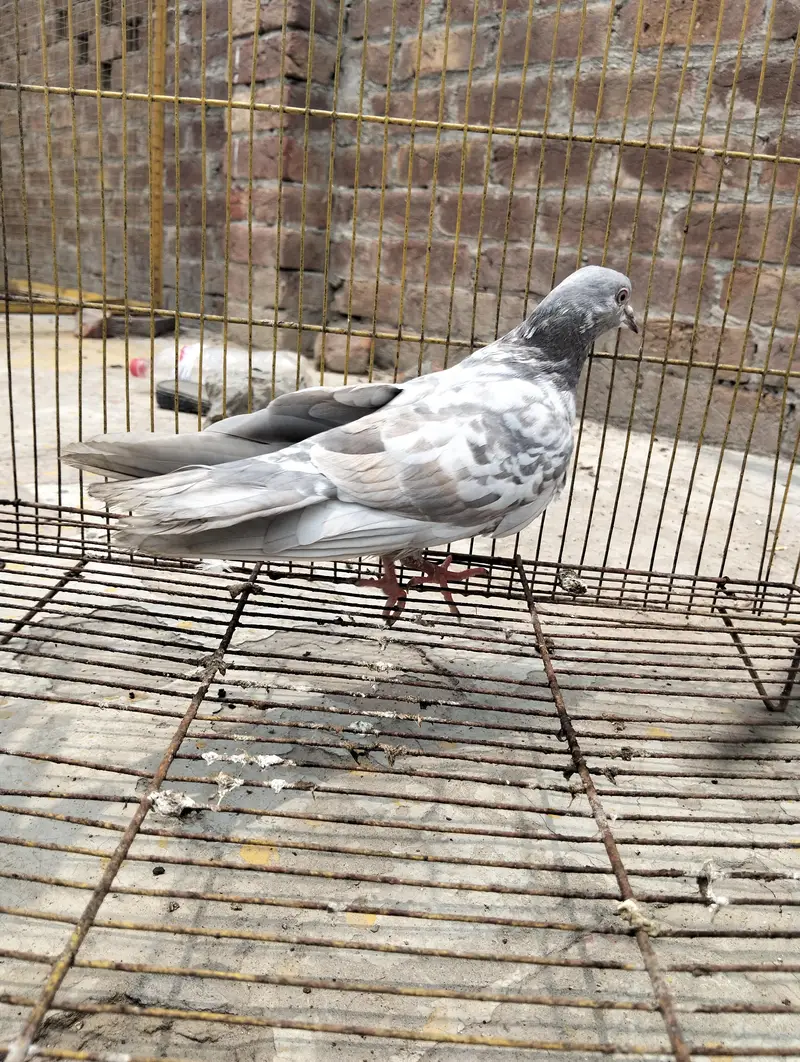 Pigeon kabootar — photo 10