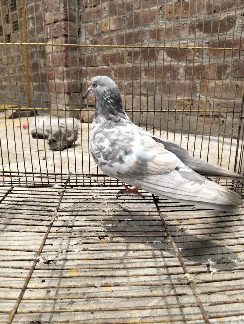 Pigeon kabootar — photo 11