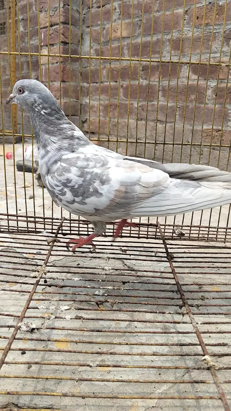Pigeon kabootar — photo 12