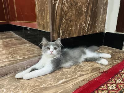Persian Kitten