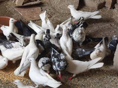 Bary achy Ghar k kabooter hen. . . . 30+ piece hen. . . .