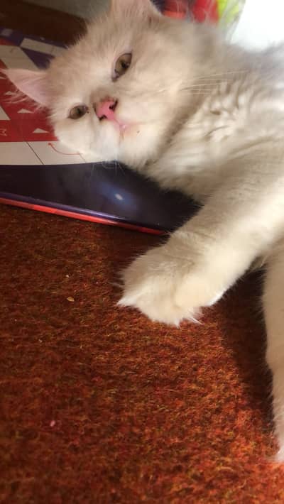 Salam female cat for sale