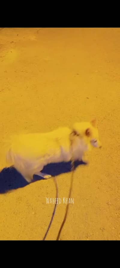 Russian dog