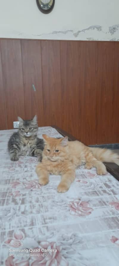 Persian  Male Cat Brothers  for Sale – 11 Months Old