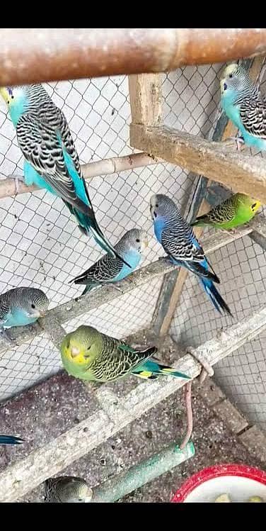 Australian Parrots breeder pairs