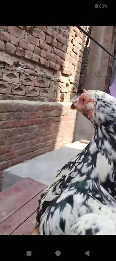 chini Aseel murgi sath mein 3 bacche bhi hain