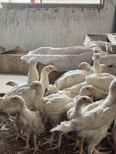 KANDHARI ASEEL CHICKS PATHAY PAPER WHITE