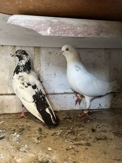 11 Peigons for sale