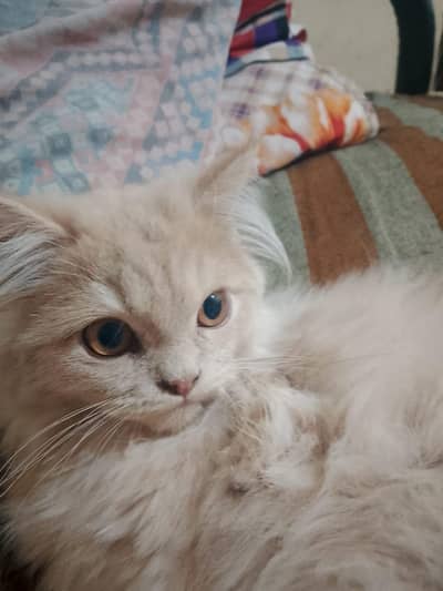 Persian cat