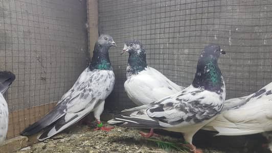 Pure imamdeen Goldan Taddi Rampuri pigeons for sale.