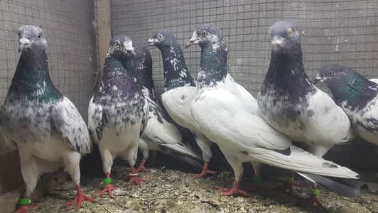 Pure imamdeen Goldan Taddi Rampuri pigeons for sale.