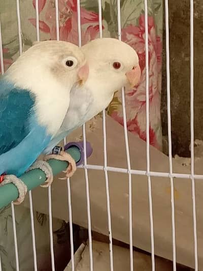 parrot pair