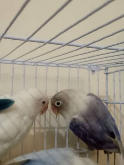 parrot pair
