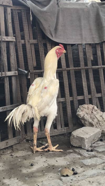 White Shamoo male  03424058759 Whataspp
