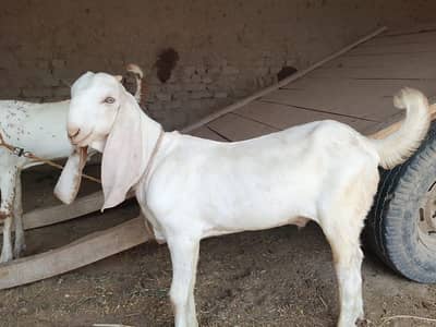 desi Bakra for sale03405796364
