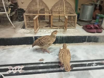 دونوں صحت مند ھےایکٹو ھیں گھر کے پلے ھے سنجیدہ خریدار  رابطہ کرے
