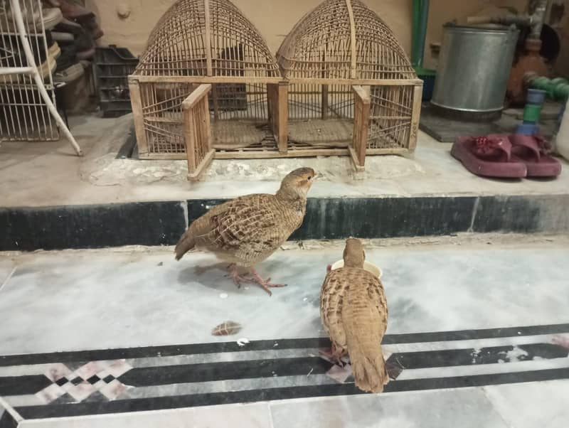 دونوں صحت مند ھےایکٹو ھیں گھر کے پلے ھے سنجیدہ خریدار  رابطہ کرے 0