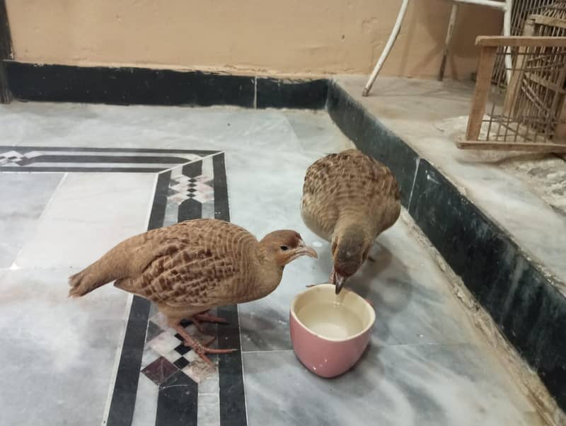 دونوں صحت مند ھےایکٹو ھیں گھر کے پلے ھے سنجیدہ خریدار  رابطہ کرے 1