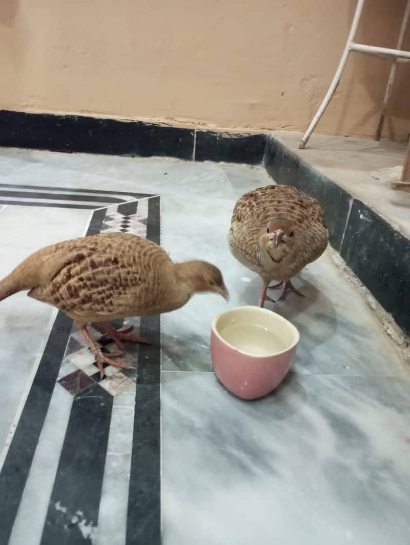 دونوں صحت مند ھےایکٹو ھیں گھر کے پلے ھے سنجیدہ خریدار  رابطہ کرے 2