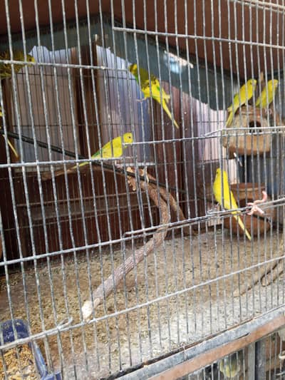 cocktail pairs and Bajri For sell With Cage 5 portion