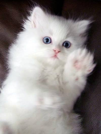 5 weeksPersian kittens white blue eyes show quality doll face taddy