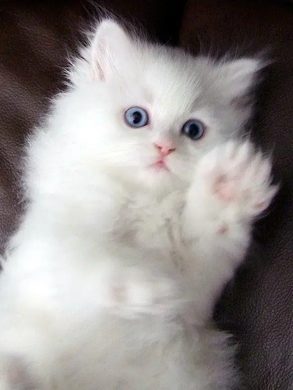 5 weeksPersian kittens white blue eyes show quality doll face taddy
