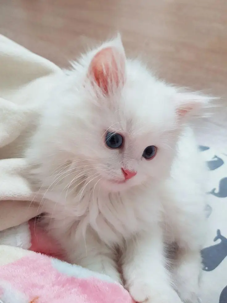 5 weeksPersian kittens white blue eyes show quality doll face taddy — photo 2