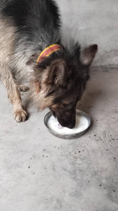 German shepherd dog
