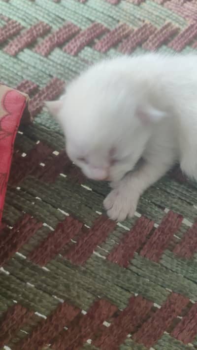 Persian cat