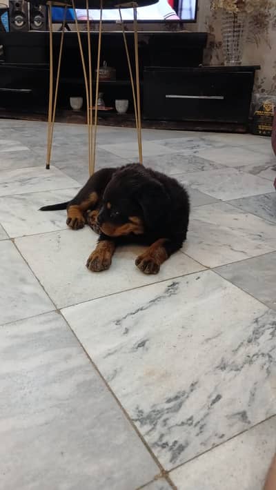 Rottweiler female puppies available