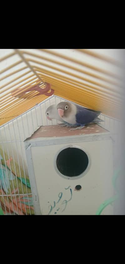 only love birds no cage number 03195775746