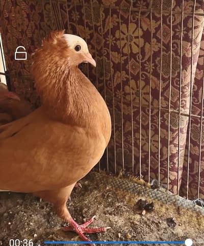 mukhi fancy pigeon