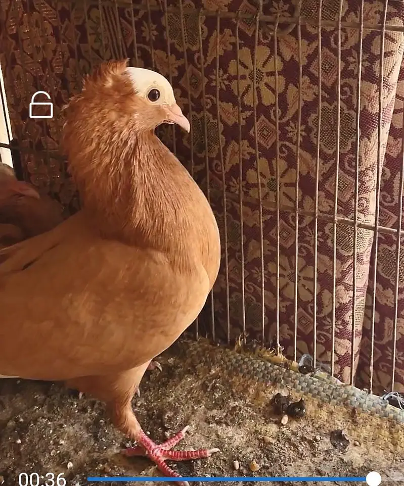 mukhi fancy pigeon