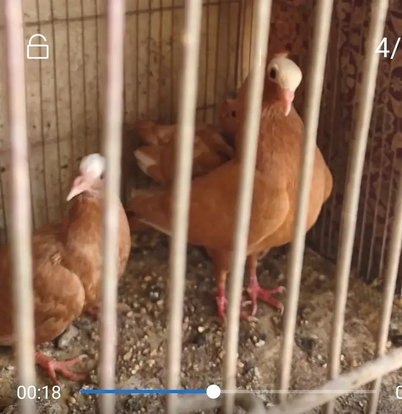 mukhi fancy pigeon — photo 2