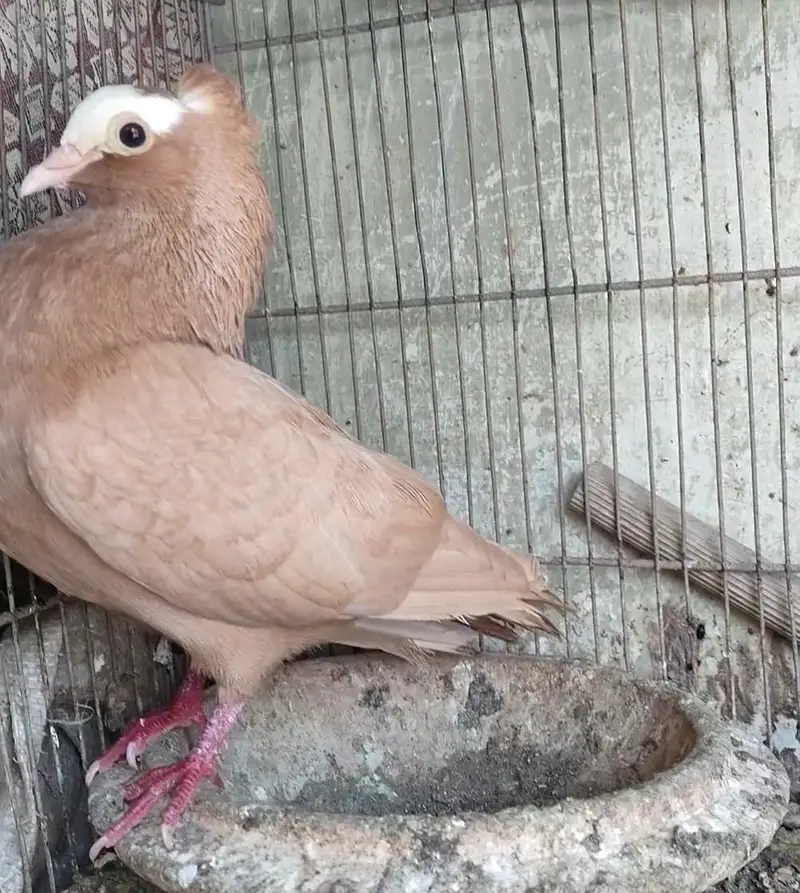 mukhi fancy pigeon — photo 3