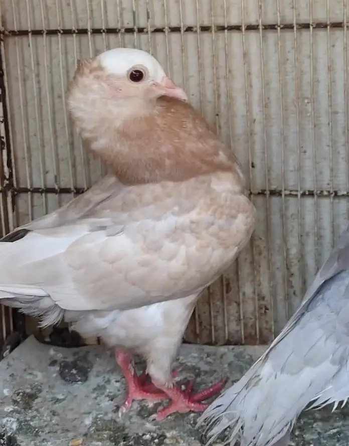mukhi fancy pigeon — photo 4